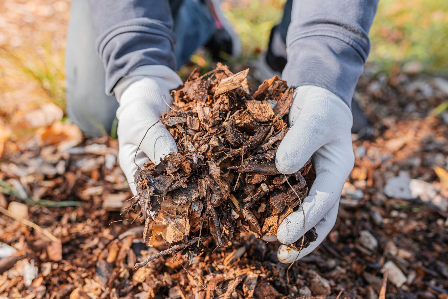 Hands working with mulch in no-dig gardening