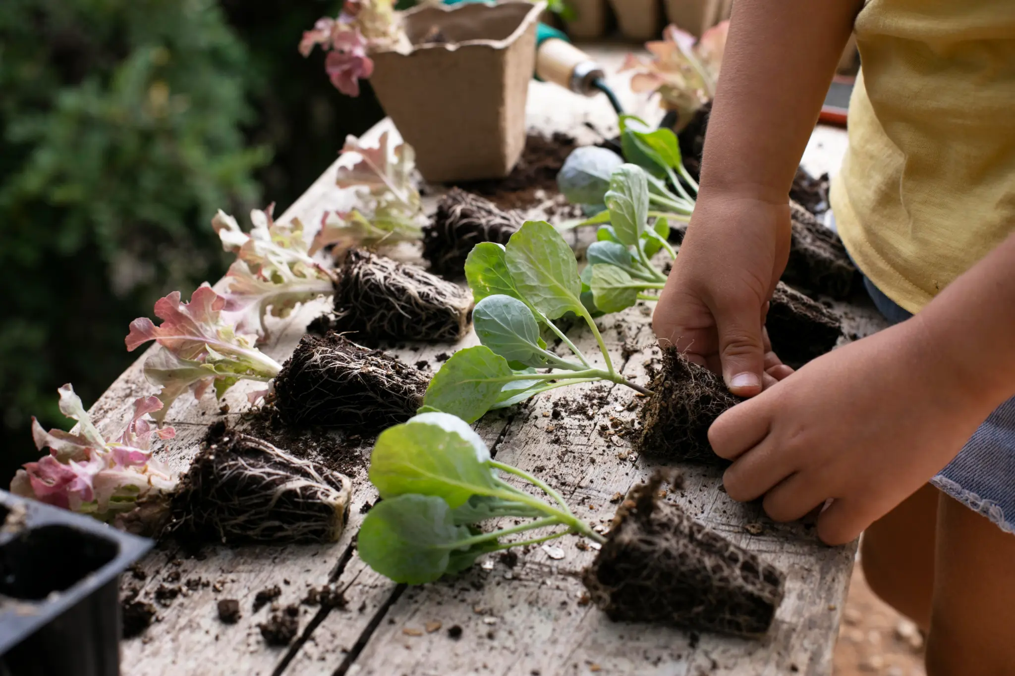 Child's hands transplanting seedlings