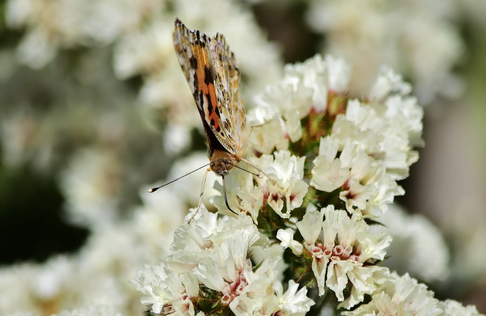 Butterfly on flowers