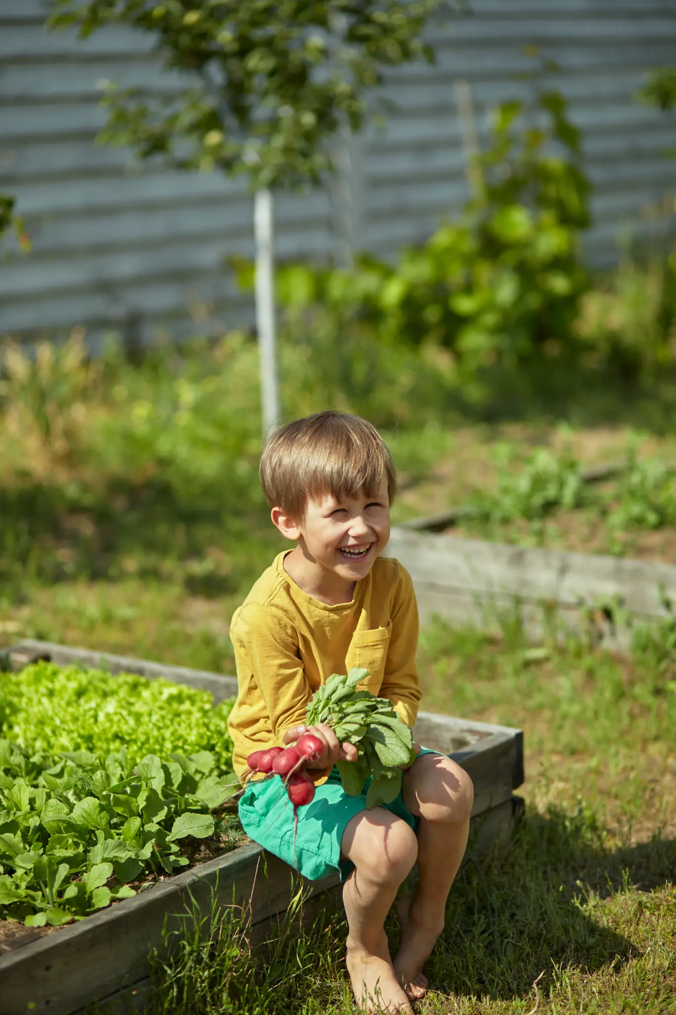 Happy boy with freshly picked radishes