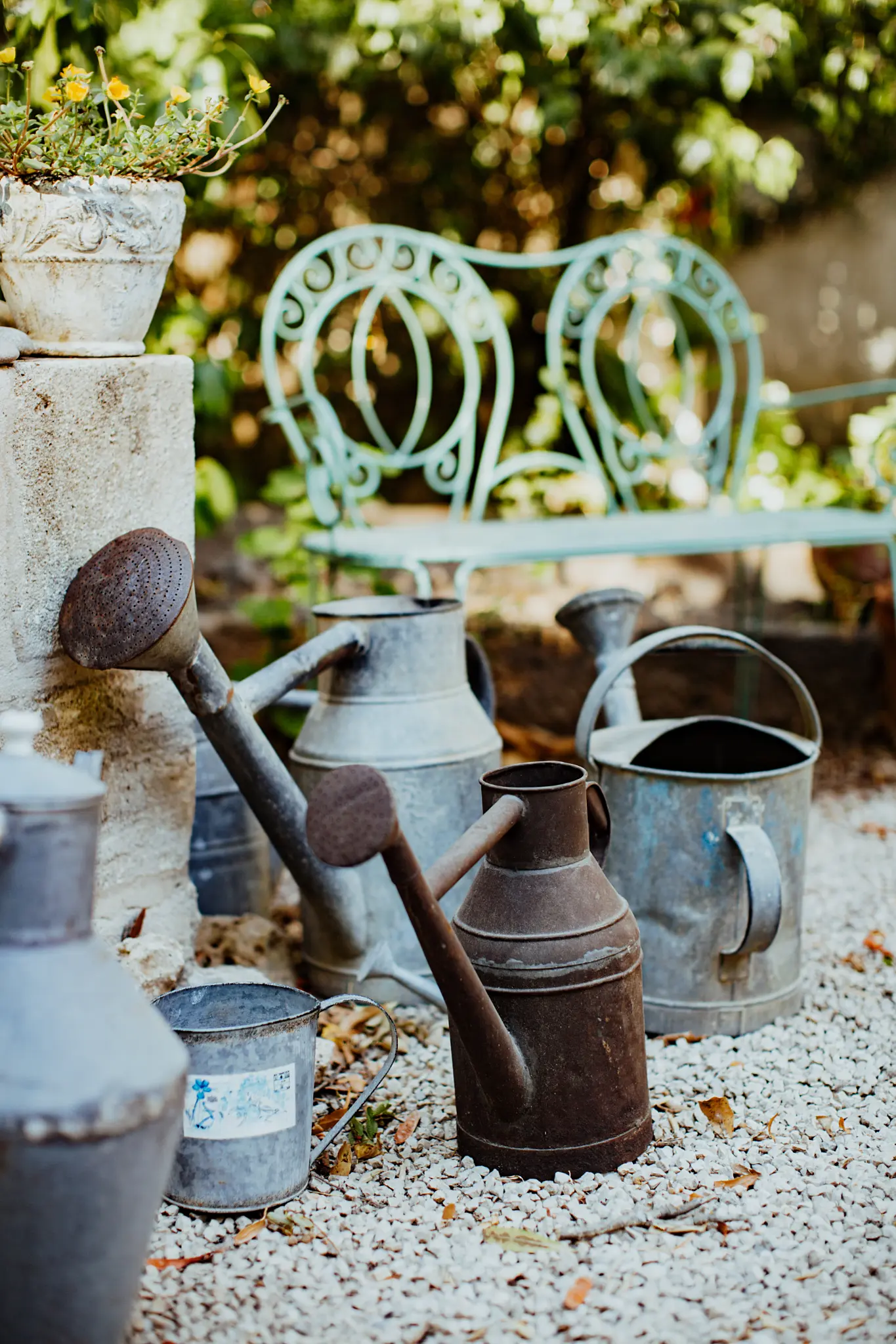 Beautiful potted plant close-up