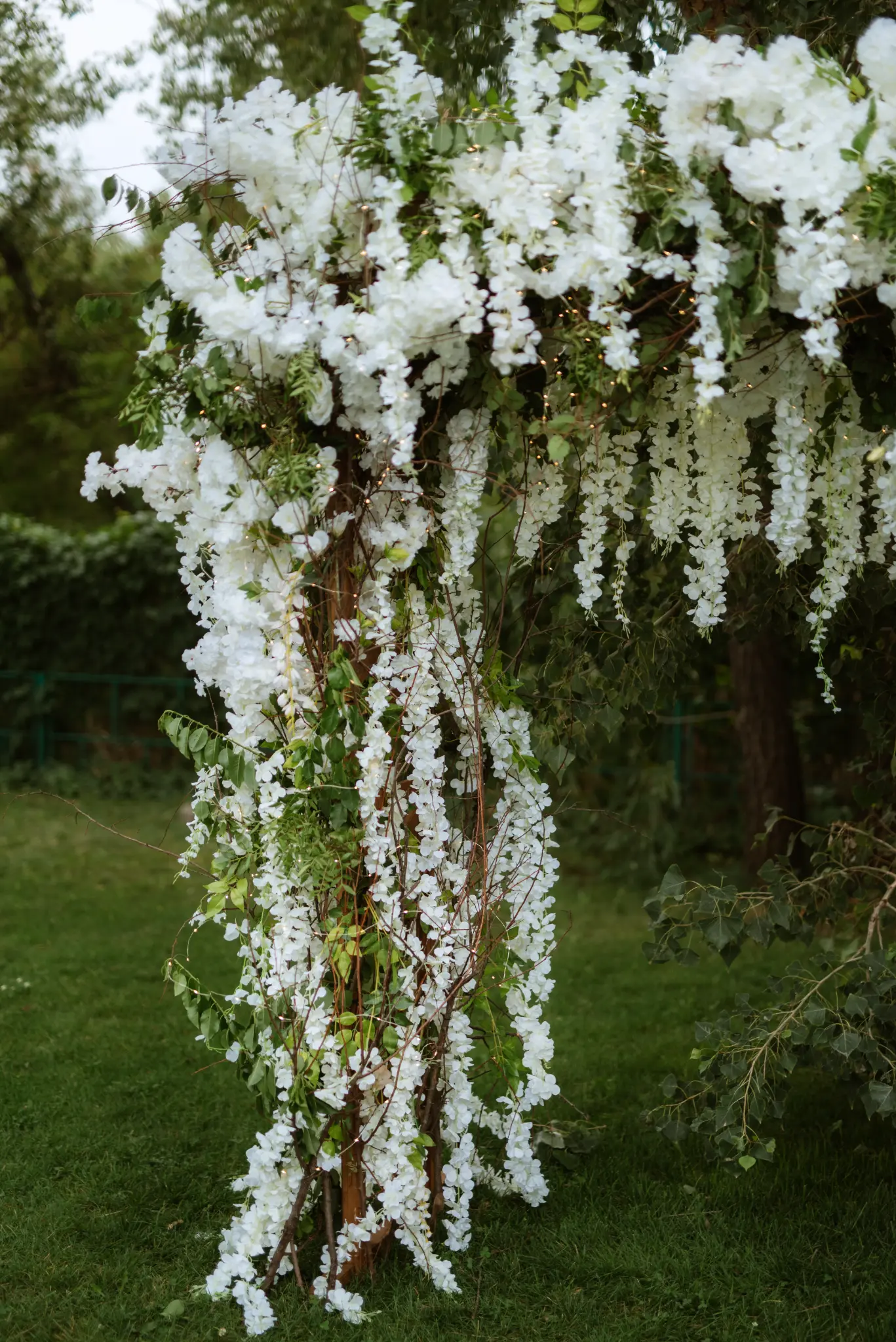 Beautiful wisteria arbour with fairy lights